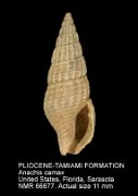 PLIOCENE-TAMIAMI FORMATION Anachis camax
